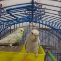 مرغ عشق|پرنده|کارون, |دیوار