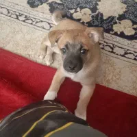 سگ پاکوتا اپارتمانی