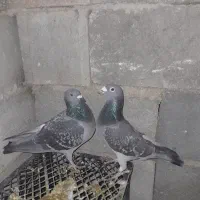 تعداد ۶ تا کبوتر پلاکی