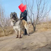 توله سرابی اصیل|سگ|تاکستان, |دیوار