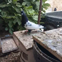 کفتر سینه نرو ماده