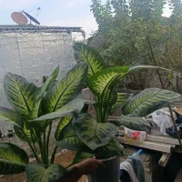 گل های اپارتمانی