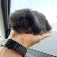 بچه خرگوش مینی لوپ لپ مینیاتوری اموزش دیده|موش و خرگوش|مشهد, هفده شهریور|دیوار