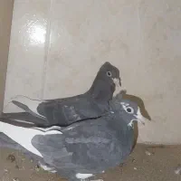 جفت جوانه مینا و پلنگ سیاه کاکل