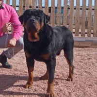 ۳نژاد سگ محافظ و گارد روتوایلر دوبرمن ژرمن