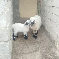 گوسفند|حیوانات مزرعه|زهک, |دیوار