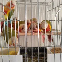 جوجه گرنچیک سرلاکی و نرمخور ودونخور و جوجه راهب