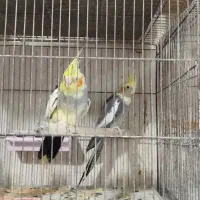 قناری|پرنده|خوی, |دیوار