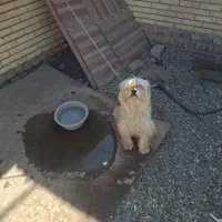 سگ شیتزو تریر