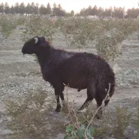 قوچ میش رون|حیوانات مزرعه|اژیه, |دیوار