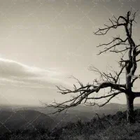 بریدن درخت رایگان