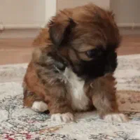 توله شتیزو نر