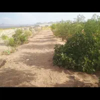 باغ ۲۳۰۰متر، دامداری پروانه‌دار، مناسب ویلا