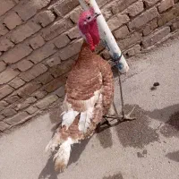 بوقلمون نر ومرغ خروس محلی اصل