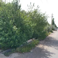 اجاره-دامداری