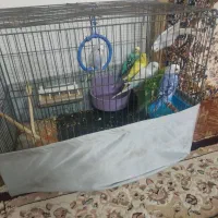 پرنده