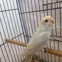 دوعدد مرغ عشق ریبمو