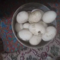 تخم غاز نطفه دار