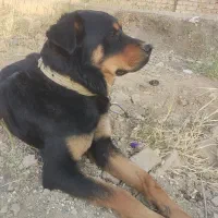 گمشده|سگ|اراک, |دیوار