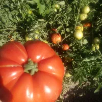 گوجه فرنگی ارومیه ربی