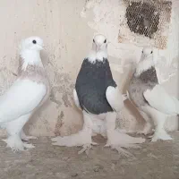 کبوتر طوقی  نر و ماده|پرنده|قم, کلهری|دیوار