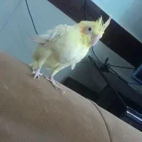 عروس هلندی بالغ|پرنده|بیرجند, |دیوار