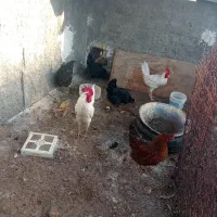 دوتا خروس سالم
