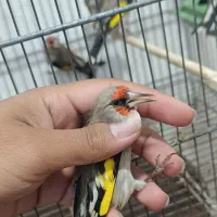 سهره وحش پاییزی دورگ|پرنده|شیراز, بالا کفت|دیوار