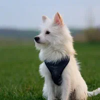 واگزاری با شرایط