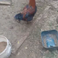 خروس و اردک|حیوانات مزرعه|قم, شهرک مهدیه (مدرس)|دیوار