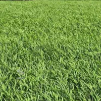 زمین کشاورزی