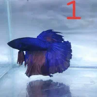 ماهی فایتر نر