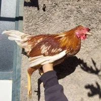 گلین سرخ|پرنده|بیرجند, |دیوار