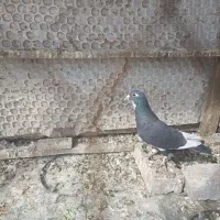 کبوتر غریب  دورگ