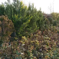 انواع گل و نهال