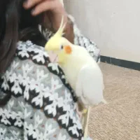 عروس هلندی آلبینو و لوتینو