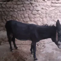 فروش الاغ