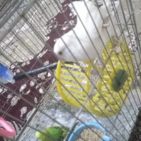 دو مرغ عشق ویک کوتوله برزیلی|پرنده|قنوات, |دیوار