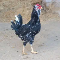 مرغ خروس تخم نطفه دارگلین