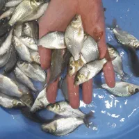 ماهی کوی کپور امور قرمز بیکهد...|ماهی|تهران, الهیه|دیوار