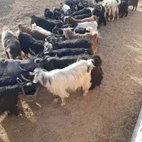 بزغاله کرد افشار