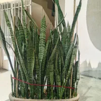 گل سانسوریا شمشیری