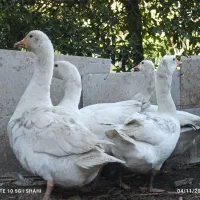 غاز محلی ارگانیک|حیوانات مزرعه|قائم‌شهر, |دیوار