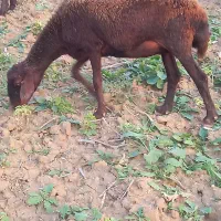 گوسفند شیشک آبستن توضیحات کامل نوشته شده است|حیوانات مزرعه|آزادشهر, |دیوار