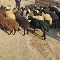 کاور 65 راس 5 راس ماده|حیوانات مزرعه|کرفتو, |دیوار