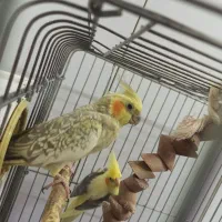 فروش نرو ماده مولد