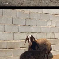 ۲راس میش شیشک بره بز|حیوانات مزرعه|شهرضا, |دیوار