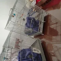 قفس غلامی در حد نو