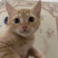 واگذاری رایگان بچه گربه تحتنظرانجمنحمایتازحیوانات|گربه|زاهدان, |دیوار