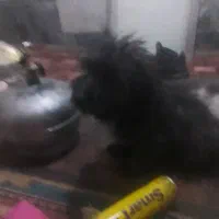 سگ شیتزونروماده 3ماهشپرشده|سگ|نجف‌آباد, امیرآباد|دیوار